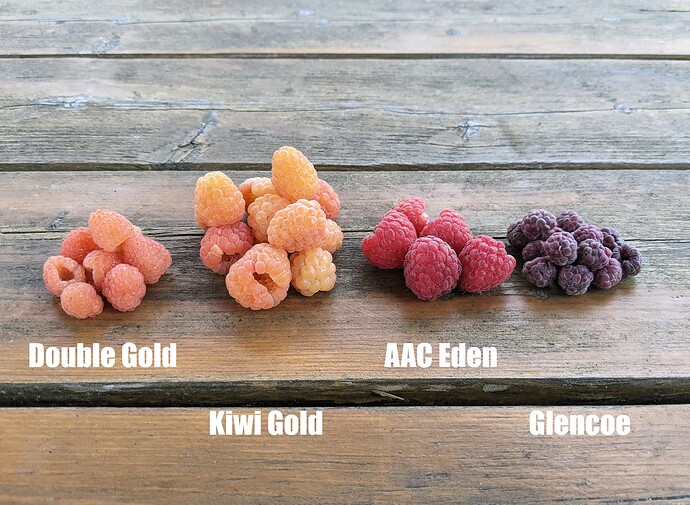 More Raspberries