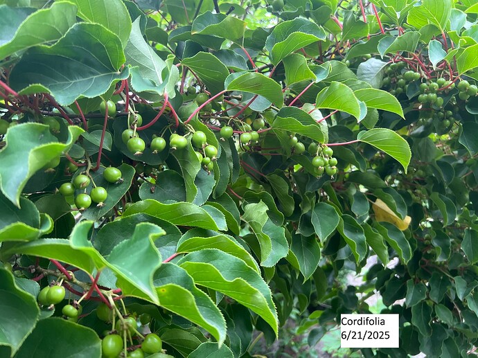 Cordifolia_06-21-2025