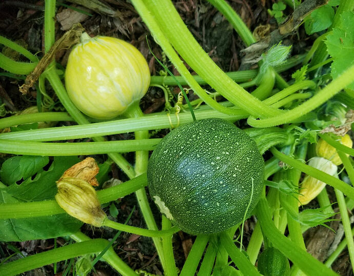 Squash02