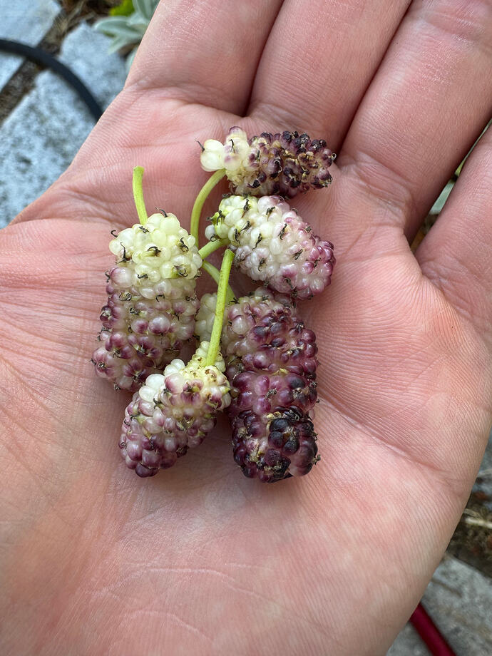 mulberry1