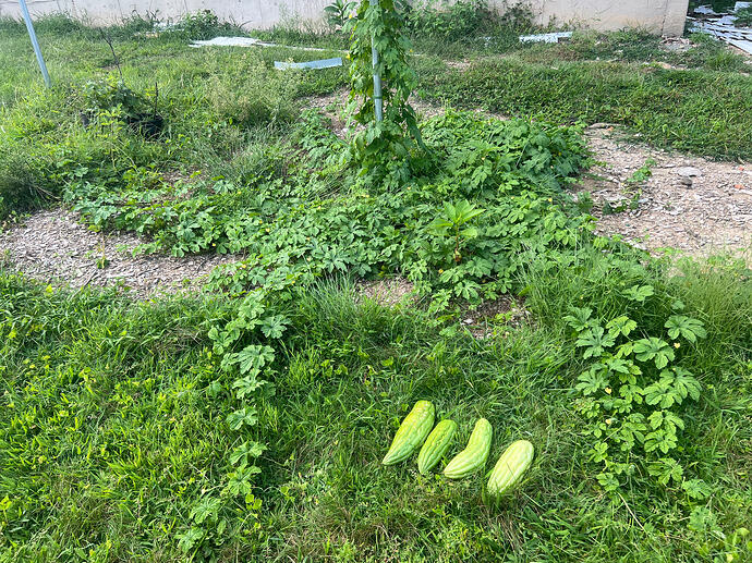 Bitter_melon_08-25-2026