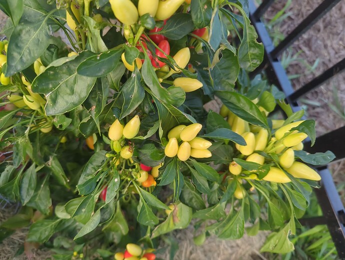 17610026804445969772607125140416