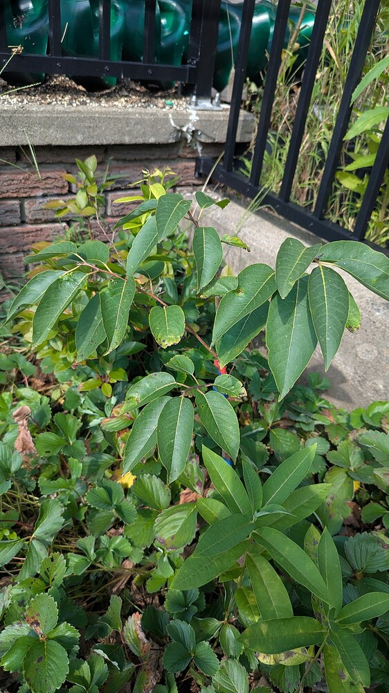 PXL_20250814_202054212.MP