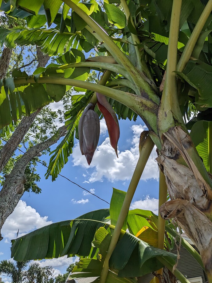 PXL_20250514_143550324.MP