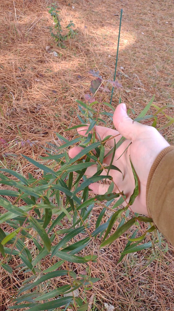 IMG_20251209_112033523