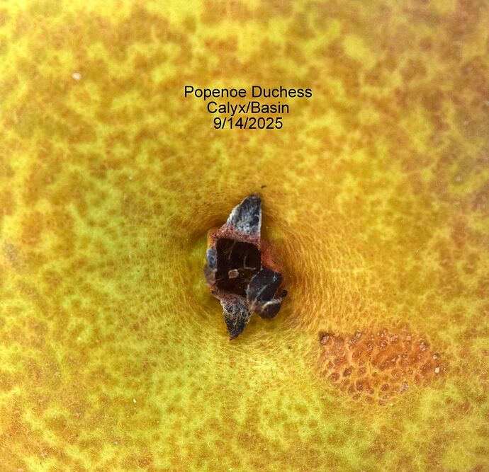 PopenoeCalyx9-14-2014RS
