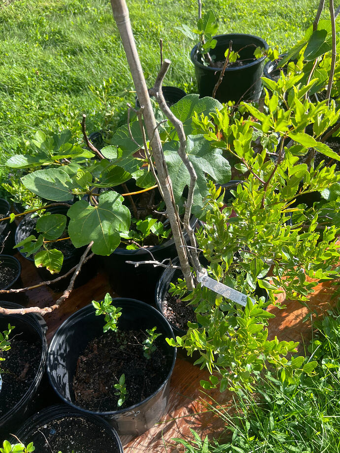 So_potted_08-25-2026