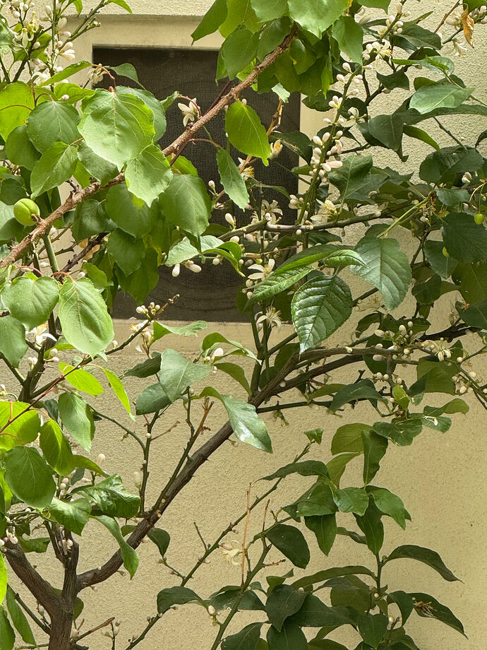 IMG_3377