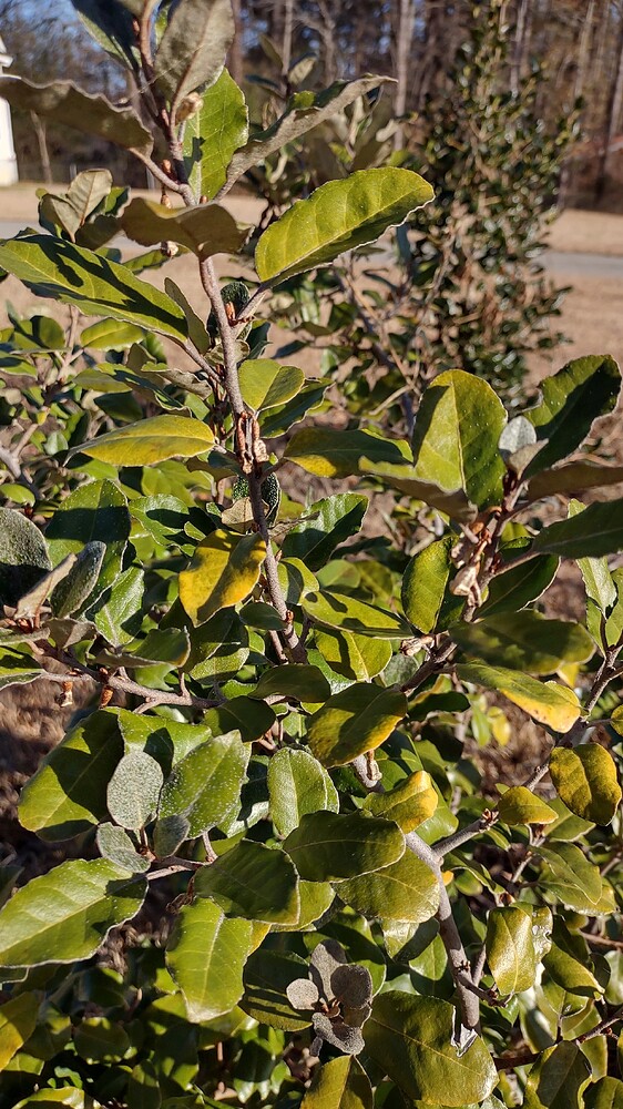 IMG_20251221_091624582_HDR