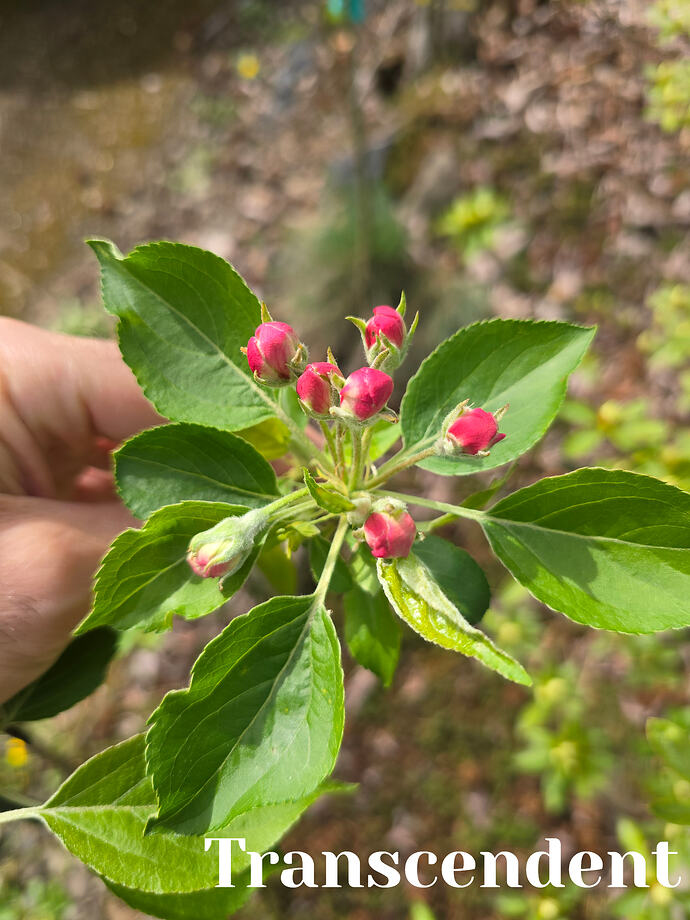 20260331_132901 (2026-04-01T19_01_19.737)