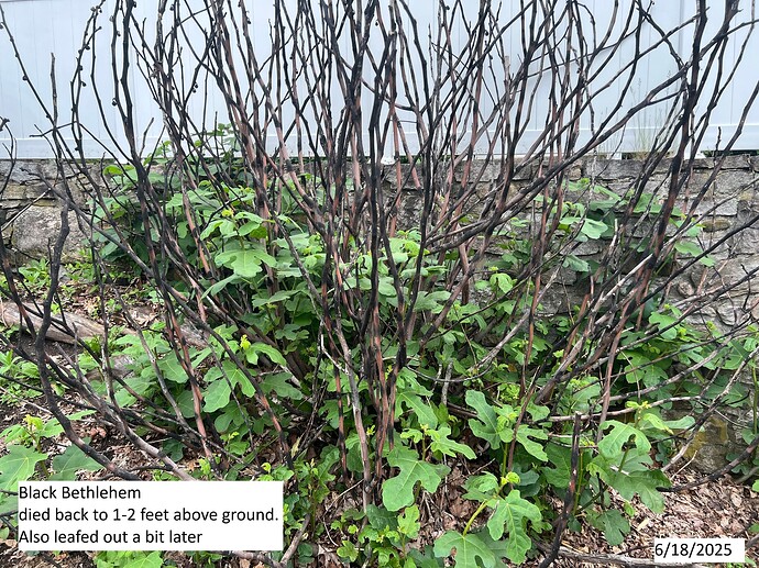 Black_Bethlehem_ss_06-18-2025