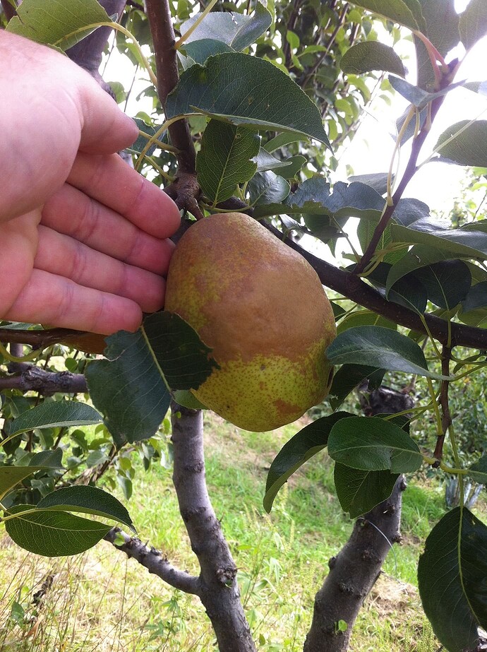 0a441d7f759272be63170fb2e1274a9190e362f7_2_1380x1846