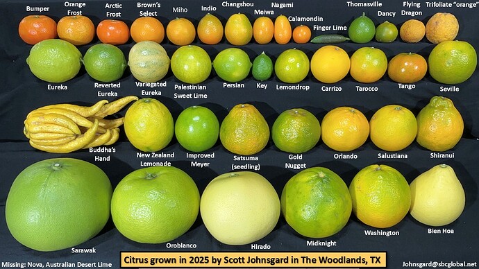 My_citrus_collection_labeled_fruit_samples_Dec_1_2025_widescreen
