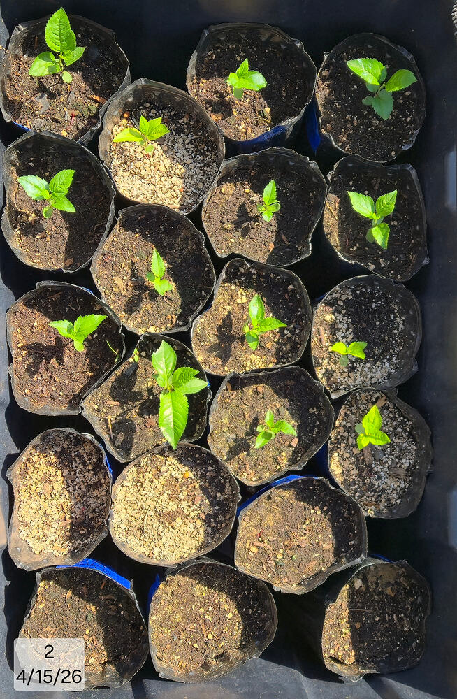 2026 04-15 Seedlings 2