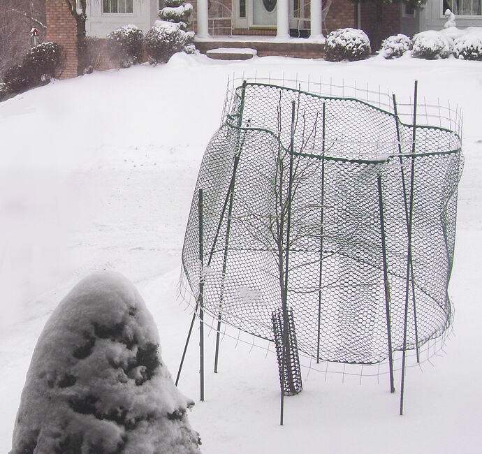 early deer fence (1)