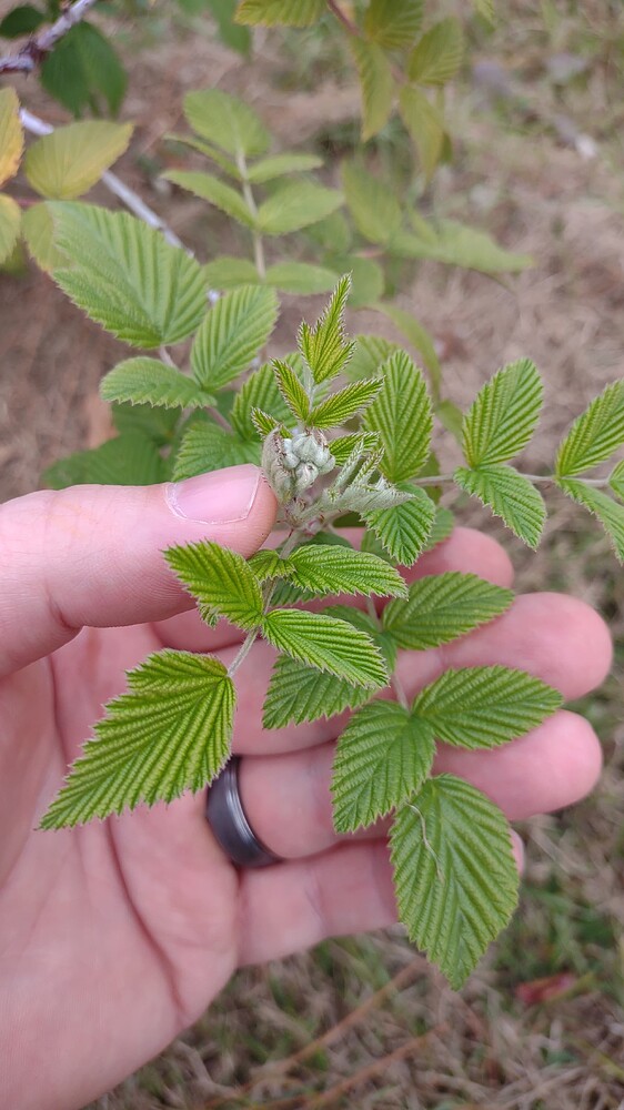 IMG_20251107_115040760