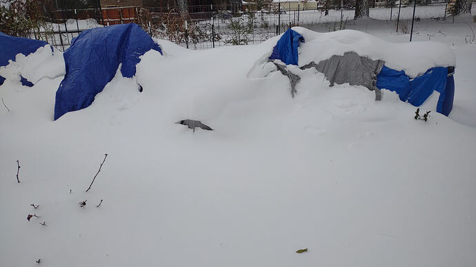 IMG_20260201_092416726