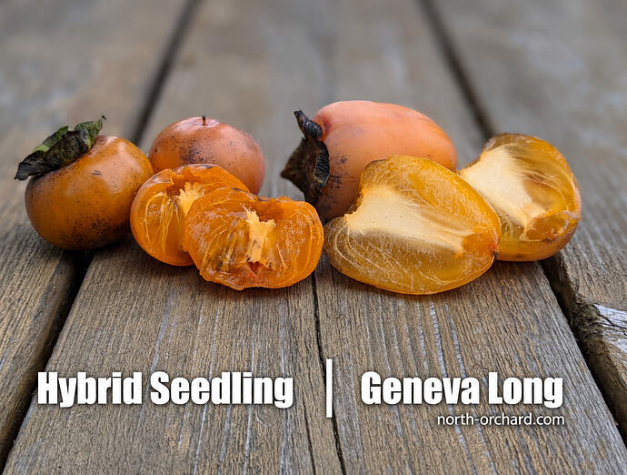 Hybrid Seedling and Geneva Long Fruit_url