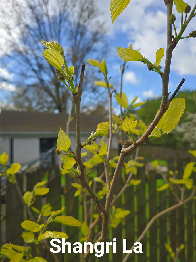 Shangri La