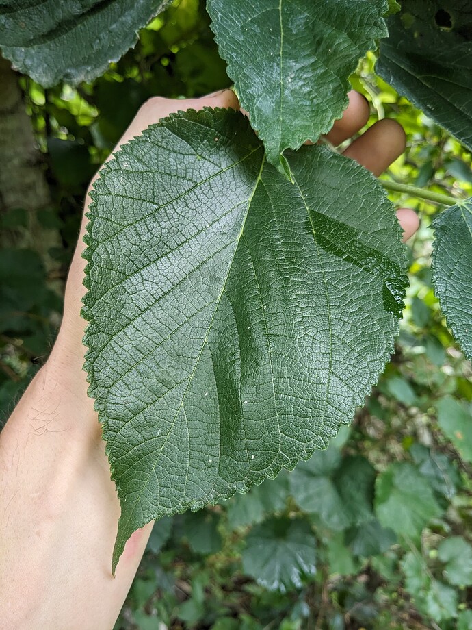 PXL_20250704_165428550