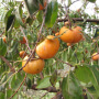 Weber American persimmons