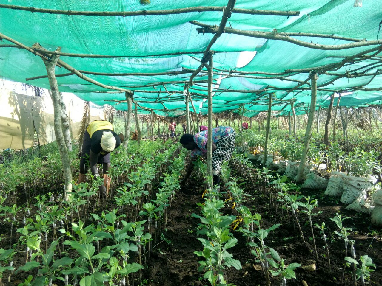 Uganda Apple Nursery Update General Fruit Growing Growing Fruit