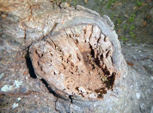 A pruning wound on an apple tree that did not close and is being broken down by fungi and insects.