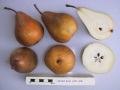 bosc pear