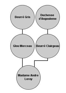 madame andre leroy