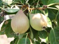 arganche pears