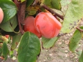 Izu persimmon