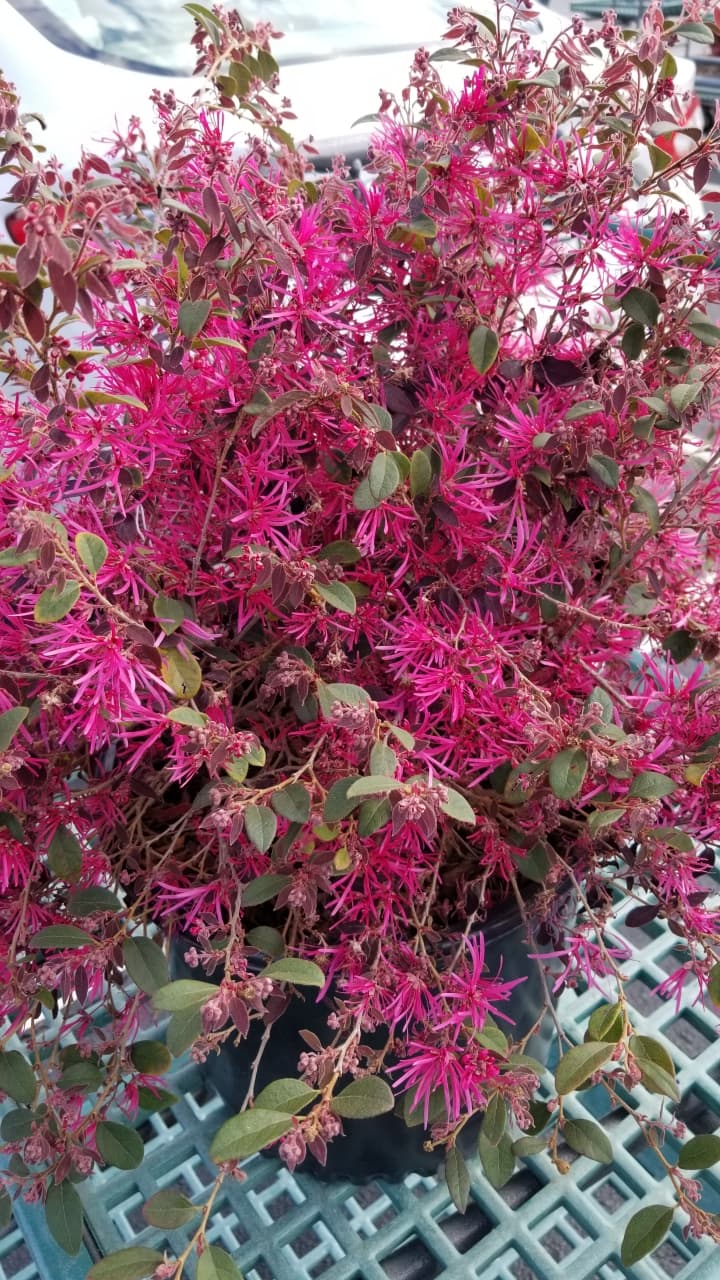 Resizer_17088185551511