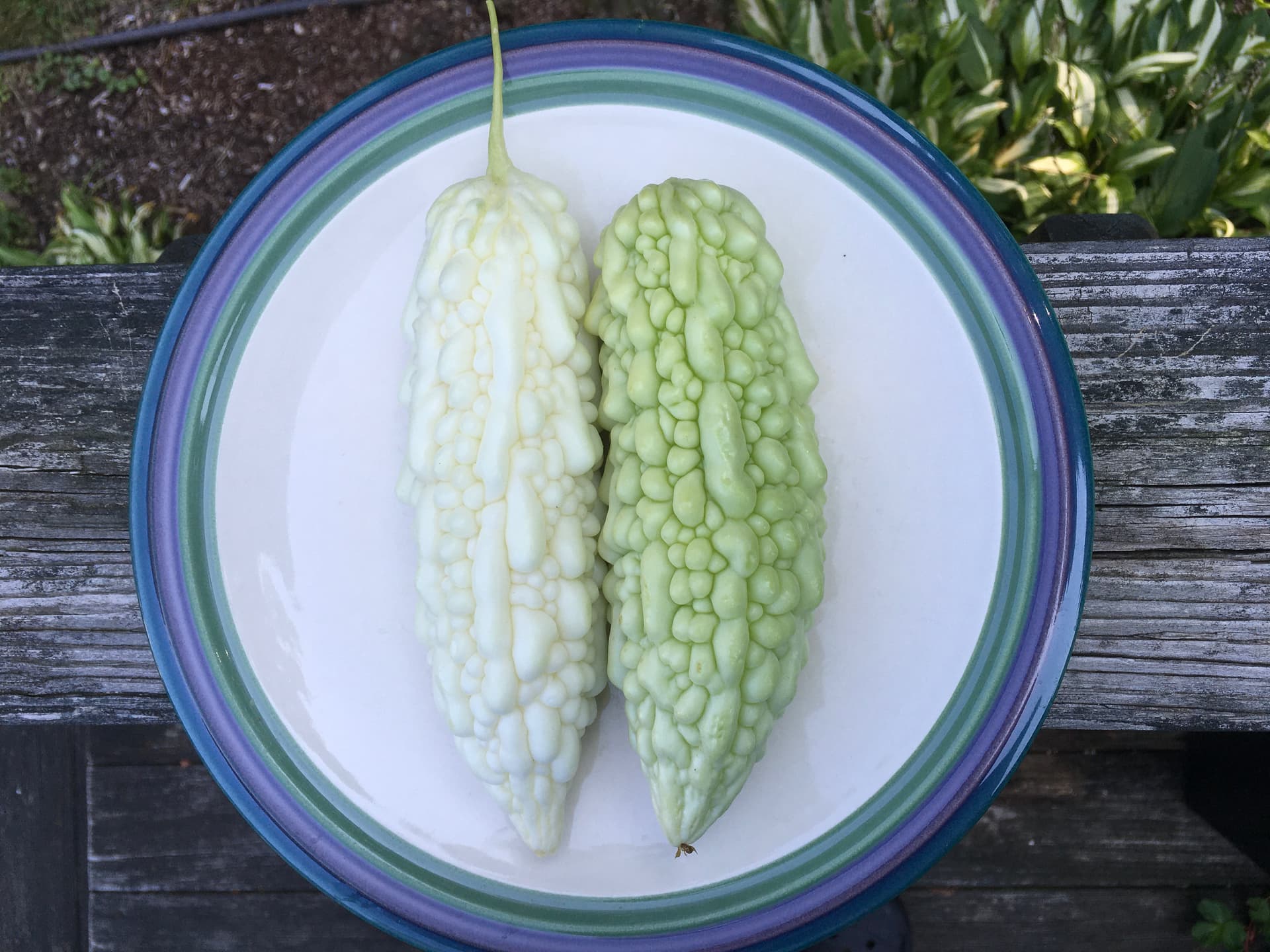 What unusual vegetables should I grow that I've never heard of? - Page ...