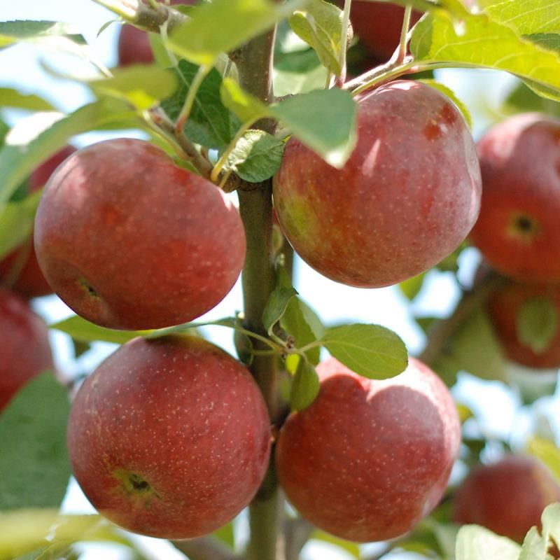 Crab Apple that works... in less than ideal location? - General Fruit ...