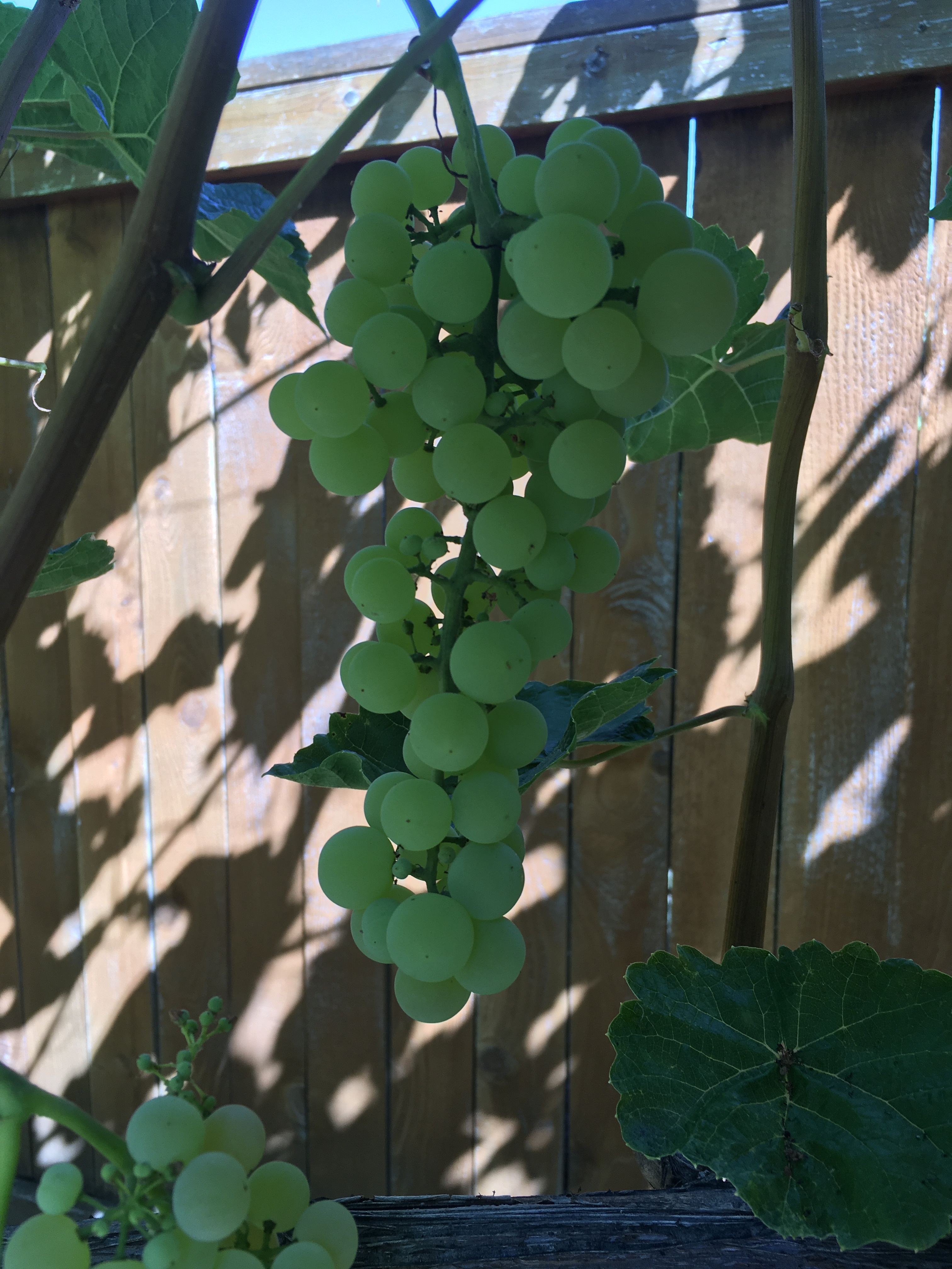 Can You ID This Grape? - General Fruit Growing - Growing Fruit