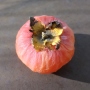 Early Jewel American persimmon