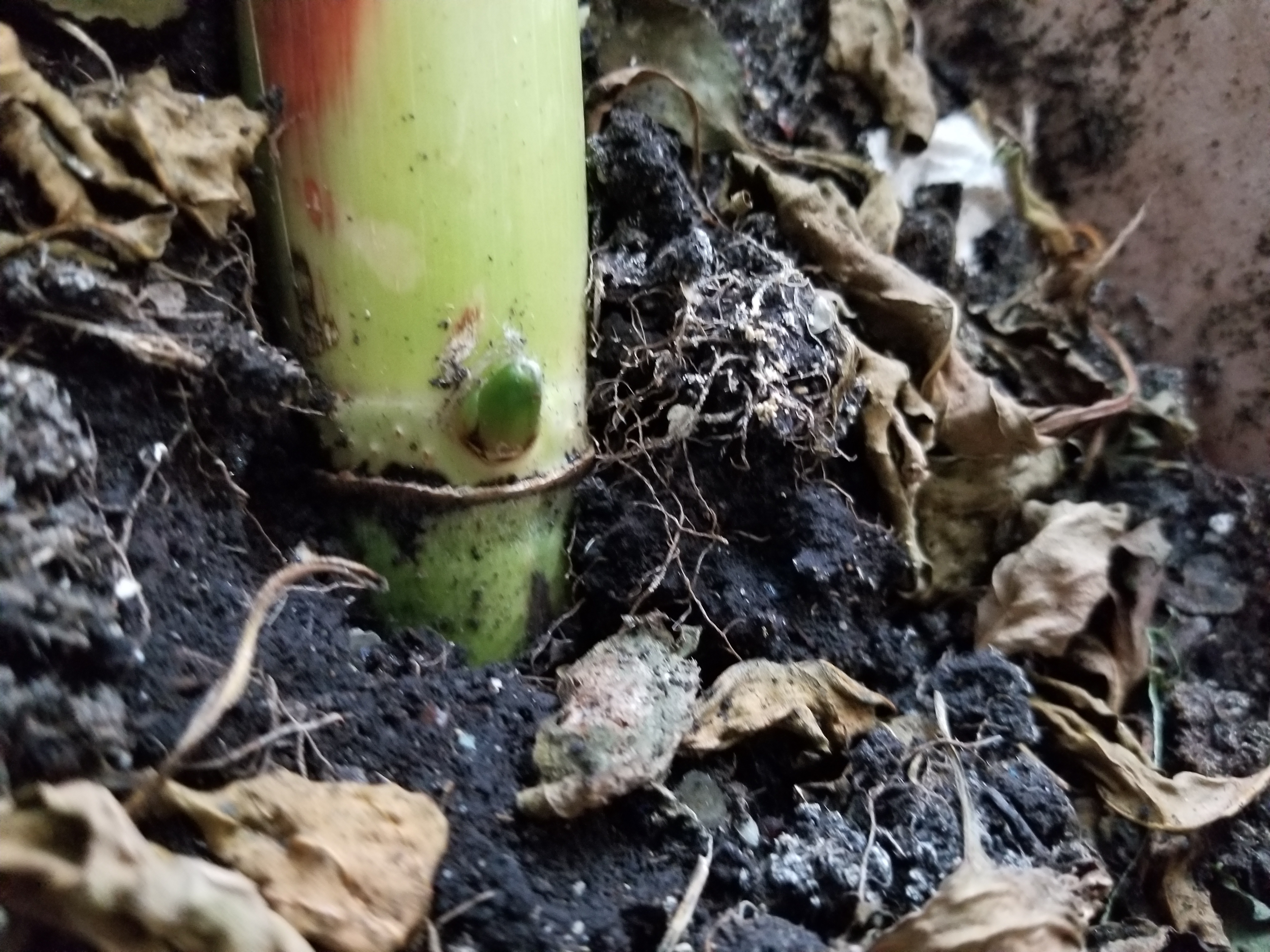 SugarCane　lot1974 w38 Steering Rack Assembly Kawasaki | NICHE PARTS