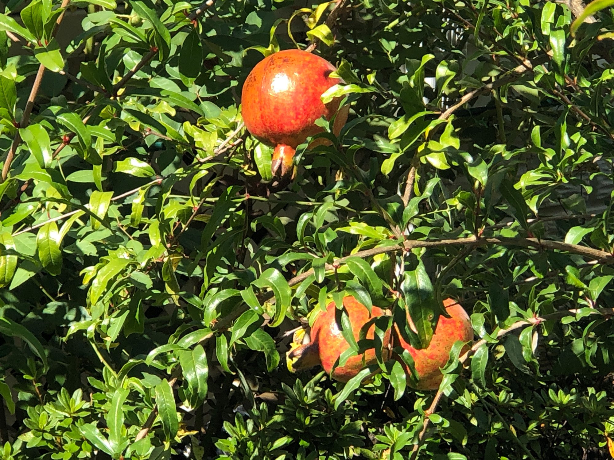 My first pomegranate fruit in Northern VA Zone 7A General Fruit Growing Growing Fruit