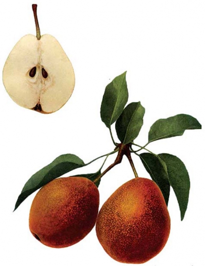 pears-illustration_0