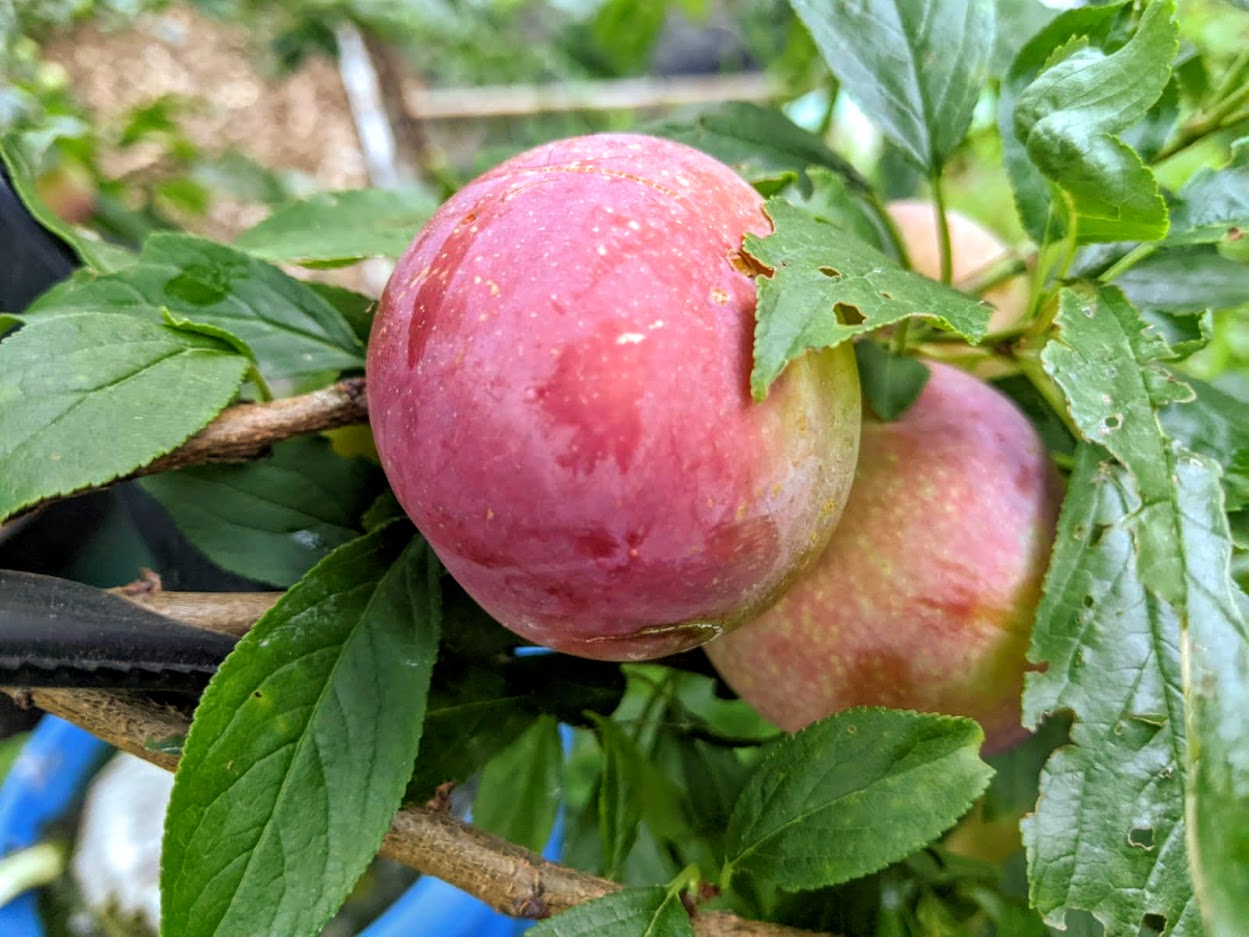 Beauty%20plum%203%2007-04-2020