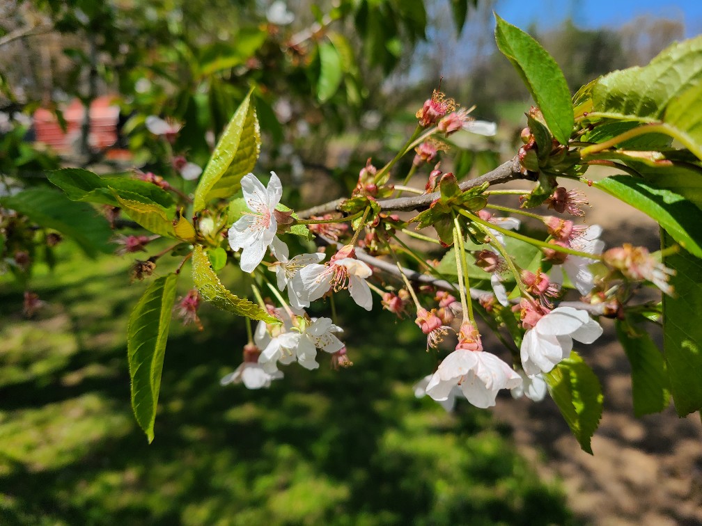 20200411_125509-1008x756