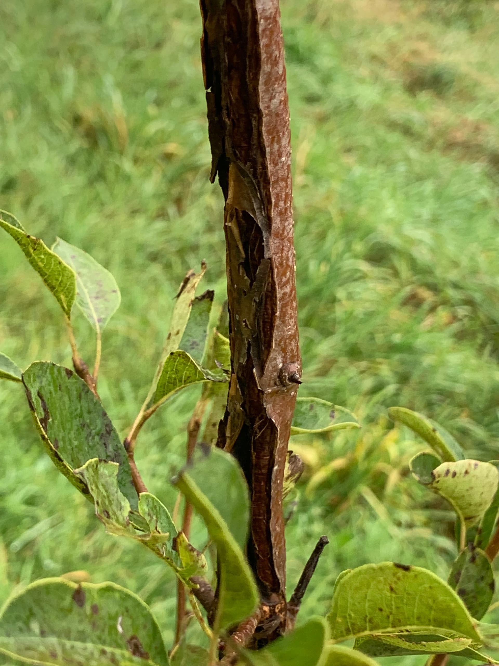 Is this Fire Blight? Please help me diagnose - General Fruit Growing ...
