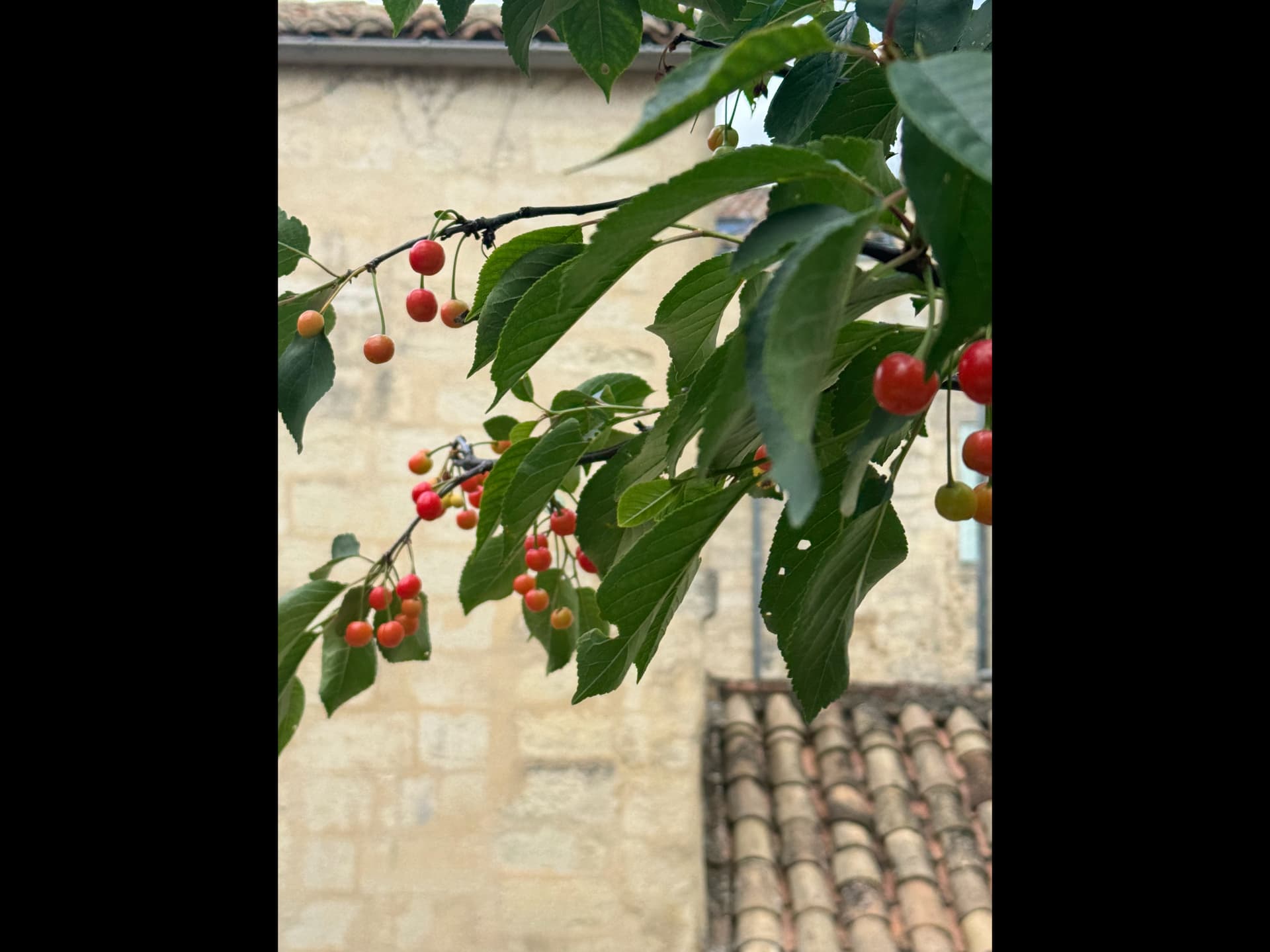 cherry-season-2024-general-fruit-growing-growing-fruit