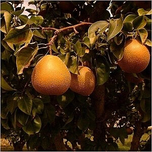 PEAR - ASIAN - Raja