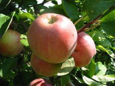 Cinnamon Striped Apple Tree: Description