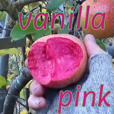 vanilla pink gallery