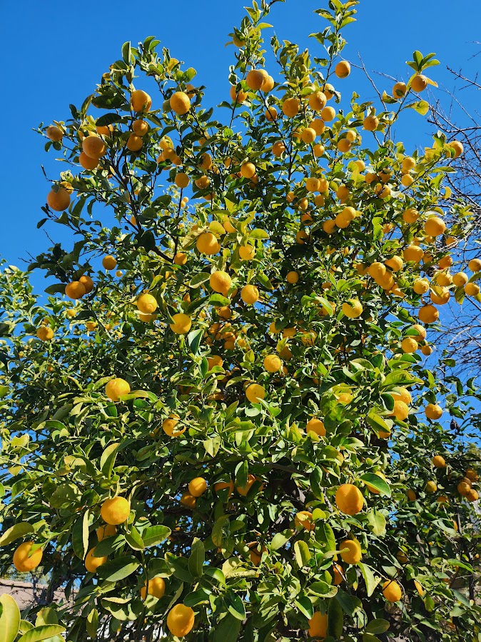 Finally meyer lemon is harvested pictures growing fruit