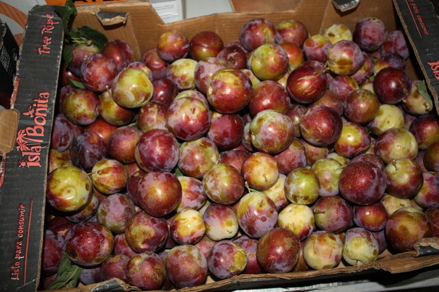 Marcia's Flavor Pluot in box