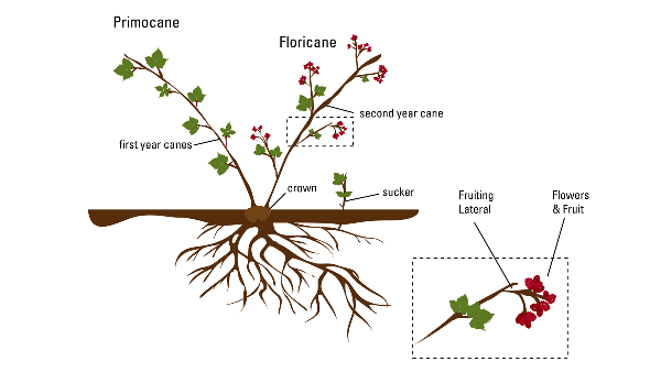 Figure-5-1_floricane_Caneberry_Updated_Illustratio