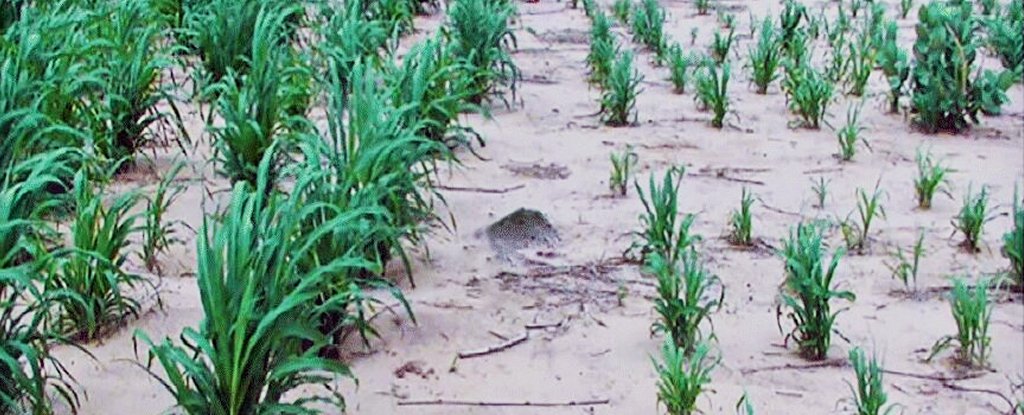 Human Urine Fertilizer - General Fruit Growing - Growing Fruit